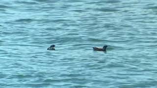 Ancient Murrelet 11 July 2018