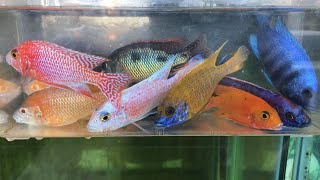 African Cichlids Farm-Daphnia Feeding