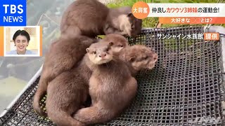 コツメカワウソ３姉妹　◯◯で大興奮