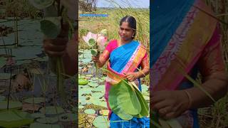 மணிகாய் பறித்து சாப்பிடலாம் / Lotus 🪷 seeds.