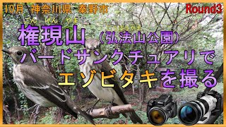 10月 権現山バードサンクチュアリでエゾビタキを撮る　　　P1000 OM-1 野鳥撮影