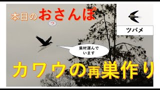 壊されてもまた作るカワウの再巣作り・ツバメ初認・本日のおっさんぽ