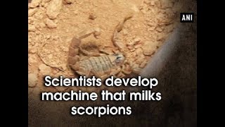 Scientists develop machine that milks scorpions - Morocco News