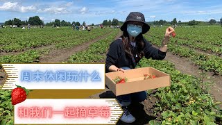 摘草莓（Strawberry Picking）：草莓味道超浓｜Snohomish Bailey Family Farm｜西雅图周边｜周末休闲