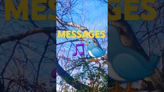 No.153🙏 ARE BIRDS MESSAGING YOU❓️