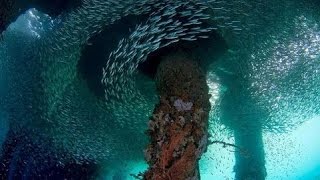 BEST Scuba Diving Phuket: King Cruiser Wreck Underwater HD ★★★★★