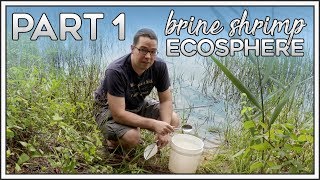 Brine Shrimp Ecosphere | Part 1