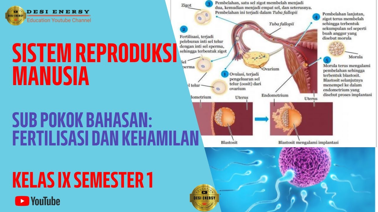 SISTEM REPRODUKSI PADA MANUSIA KELAS 9 (PART IV) || Sub Pokok Bahasan ...