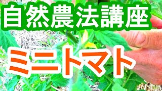 たくさん収穫できる　ミニトマト　長期多収の仕立て方　わき芽の取り方のコツ　実割れ対策　不耕起　無肥料　自然農法