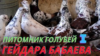 Полигон Бакинских Широкохвостых голубей ГЕЙДАРА БАБАЕВА!