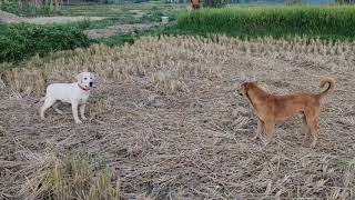 റാംബോനെ ആക്രമിക്കുന്നതിനു വേണ്ടി ജാക്കിയും കൊടും ഭീകരൻ മാരും വരുന്നു