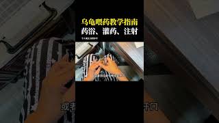 灌藥比藥浴還有用？ #乌龟#宠物龟#爬宠