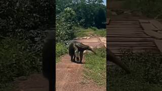 அரியவகை உயிரினம் இது என்ன மிருகக் #cobra #நாகம் #sneak #elephant #எறும்புன்னி