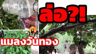 ล่อแมลงวันทองเกาะ เจาะกินผลไม้ด้วยกะเพรา สมุนไพรใกล้ตัว|poommanee baandin|เกษตรอินทรีย์