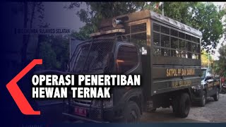 Operasi Penertiban Hewan Ternak