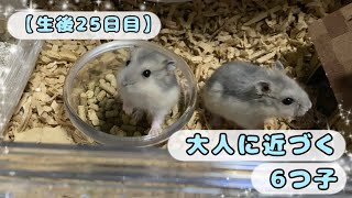 【生後25日目】大人に近づく6つ子たち〜まろんちゃんの子【ジャンガリアンハムスター】