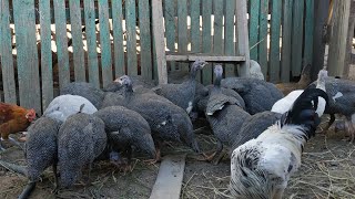 Переїхали в село 🌻 Годуємо домашніх птахів КУРОЧОК ЦЕСАРОК