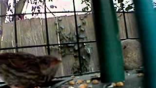 Dunnock 14 08 11 - A young Dunnock makes an appearance.