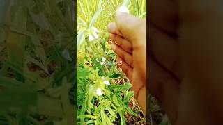 விவசாயம் 🌱🌿🌾 #விவசாயி #விவசாயம் #agriculture #youtubeshorts #vivasaye