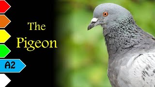 The Pigeon by Eona Macnicol - A2 - English Stories