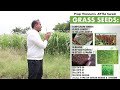 గడ్డి విత్తనాలు grass seeds for dairy farms @malleshadla