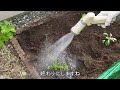 【vlog】80代元気ばあちゃんの家庭菜園 冬野菜をたくさん植えました♪ お家に可愛い猫が遊びに来ました