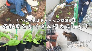 【vlog】80代元気ばあちゃんの家庭菜園/冬野菜をたくさん植えました♪/お家に可愛い猫が遊びに来ました