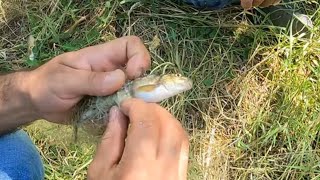 Tırıvırı ile balık tutmak #balıkavı #fishing #carpfishing #av