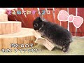 【カラーの紹介】うさぎさんって、どんな毛色があるんだろう✨