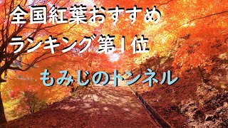 全国紅葉おススメランキング第1位　もみじ湖のもみじトンネル