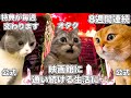 鬼畜仕様によって映画館に毎週通うことになったラブライバーたち【猫ミーム】 #猫マニ #猫ミーム