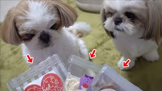 The February issue of Doggy Box has arrived for my dog ​​[Shih Tzu]