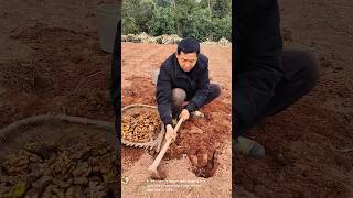 Harvesting a type of root vegetable or herb