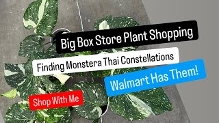 Big Box Store Plant Shopping Monstera Thai Constellation Walmart Plant Finds Plant Haul