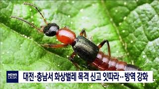 대전·충남서 화상벌레 목격 신고 잇따라..방역 강화/대전MBC