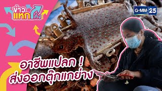 อาชีพแปลก! ส่งออกตุ๊กแกย่าง  | HIGHLIGHT | ข่าวแหกโค้ง | GMM25