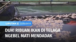 Duh! Ribuan Ikan di Telaga Ngebel Mati Mendadak | Liputan 6 Surabaya