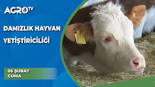 Damızlık Hayvan Yetiştiriciliği /  Hayvancılığa Genel Bakış - Agro TV