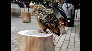 富士花鳥園　ワンワン鳴くワシミミズク