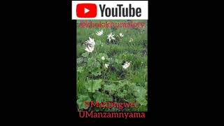 UManzamnyama, uMantingwe, iNtingo . By Kholo Khumalo TV