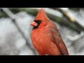 10 beautiful birds found in your own backyard north america