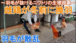 雌鶏が厳冬期前に換羽～大量に羽毛が抜ける名古屋コーチンはニワトリの生理現象～