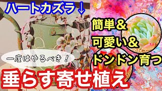 【海外で人気の寄せ植え！】ジョウロ鉢に多肉と一緒に垂らしてみた。【 多肉植物 ガーデニング 園芸 】