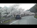 篠山街道　桜