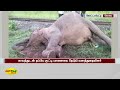 தண்டவாளத்தை கடந்த யானை ரயில் மோதி உயிரிழப்பு kovai elephant death