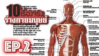 10 เรื่องจริงของ ร่างกายมนุษย์ (Human Body) ที่คุณอาจไม่เคยรู้ ~ EP.2