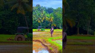 നെൽപ്പാടം ഒരു ഗ്രാമീണ കാഴ്ച്ച #village #old #missing #travel #shorts