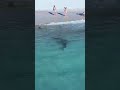 sharks in perth australia 😱