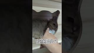 差點沒被咬死 #cat #搞笑 #貓 #pets #萌寵 #貓咪 #kitten #萌宠 #funny #寵物