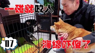 一碰就咬人的奥利奥，校长抱海绵还感化它，这方法能行嘛？【犬道app】